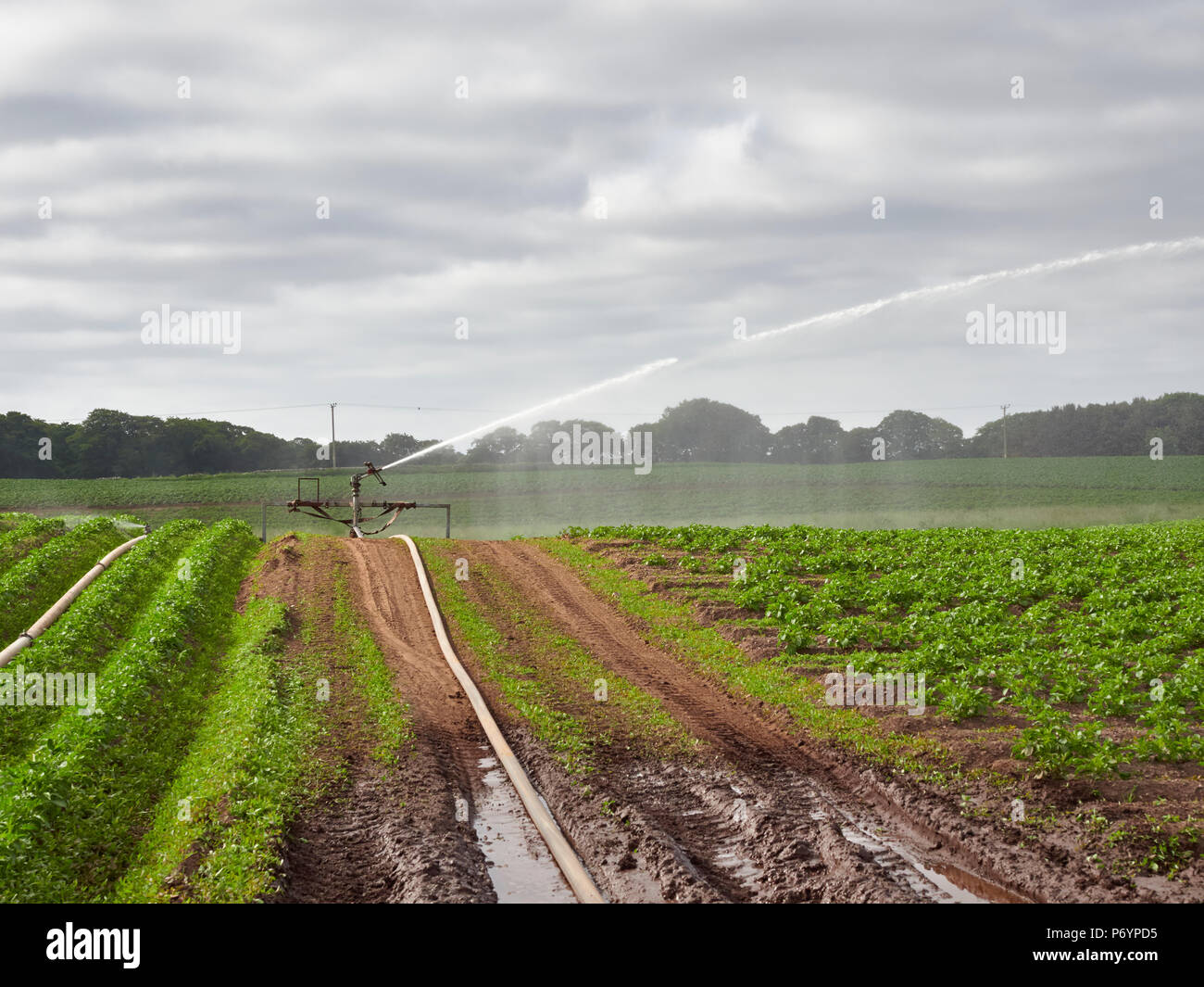 Ein Wrights Rainmaker landwirtschaftlichen Wasserwerfer schießen Wasser aus nach rechts über die Furchen gepflanzt Kartoffelpflanzen im Colliston, Angus, Schottland. Stockfoto