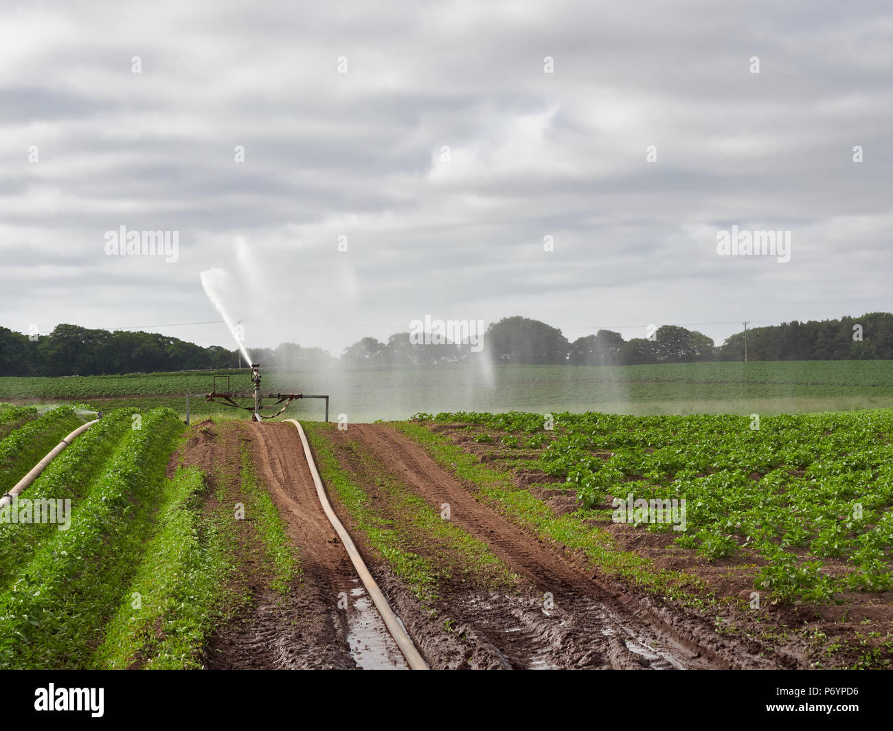 Landwirtschaftliche Wasserwerfer in den trockenen Bedingungen von schottischen Landwirte in Angus, Schottland erfahrenen verwendet. Stockfoto
