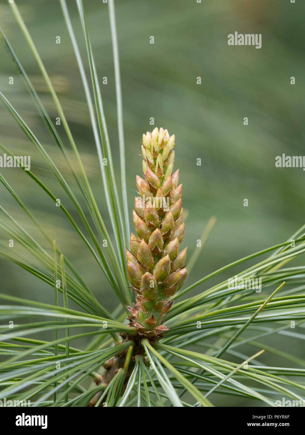 Bhutan Kiefern, Pinus wallichiana, close-up der Jungen zu schießen. Stockfoto