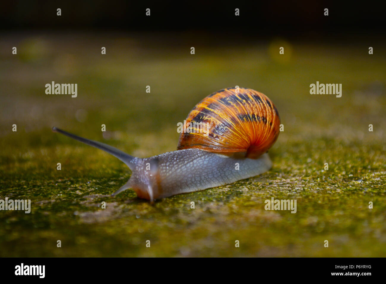 Helix pomatia auch römische Schnecke, Weinbergschnecken, weinbergschnecke oder Escargot, ist eine Pflanzenart aus der Gattung der Großen, Essbar, Atemluft- land Schnecke, eine terrestrische Pulmo Stockfoto