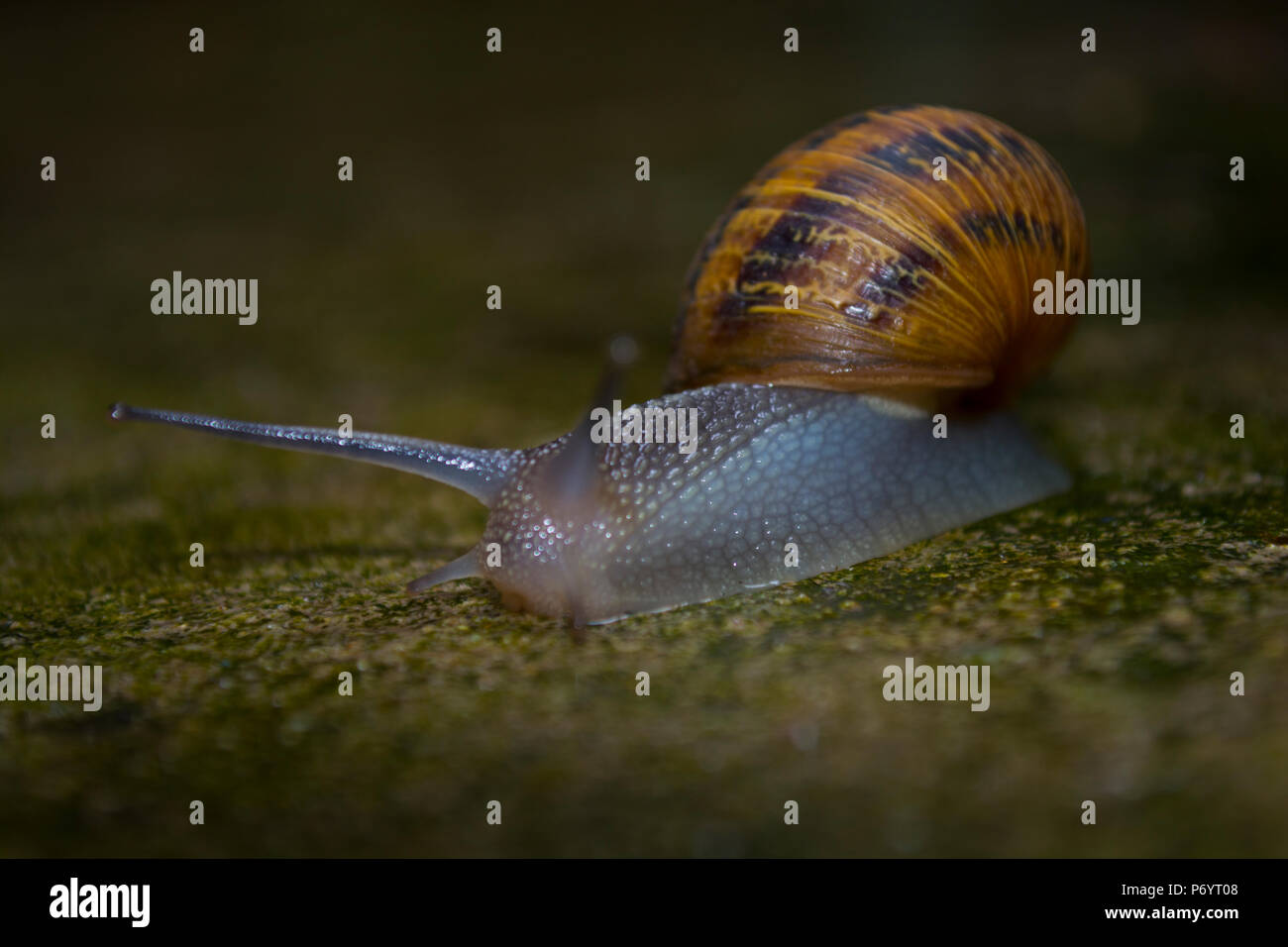 Helix pomatia auch römische Schnecke, Weinbergschnecken, weinbergschnecke oder Escargot, ist eine Pflanzenart aus der Gattung der Großen, Essbar, Atemluft- land Schnecke, eine terrestrische Pulmo Stockfoto