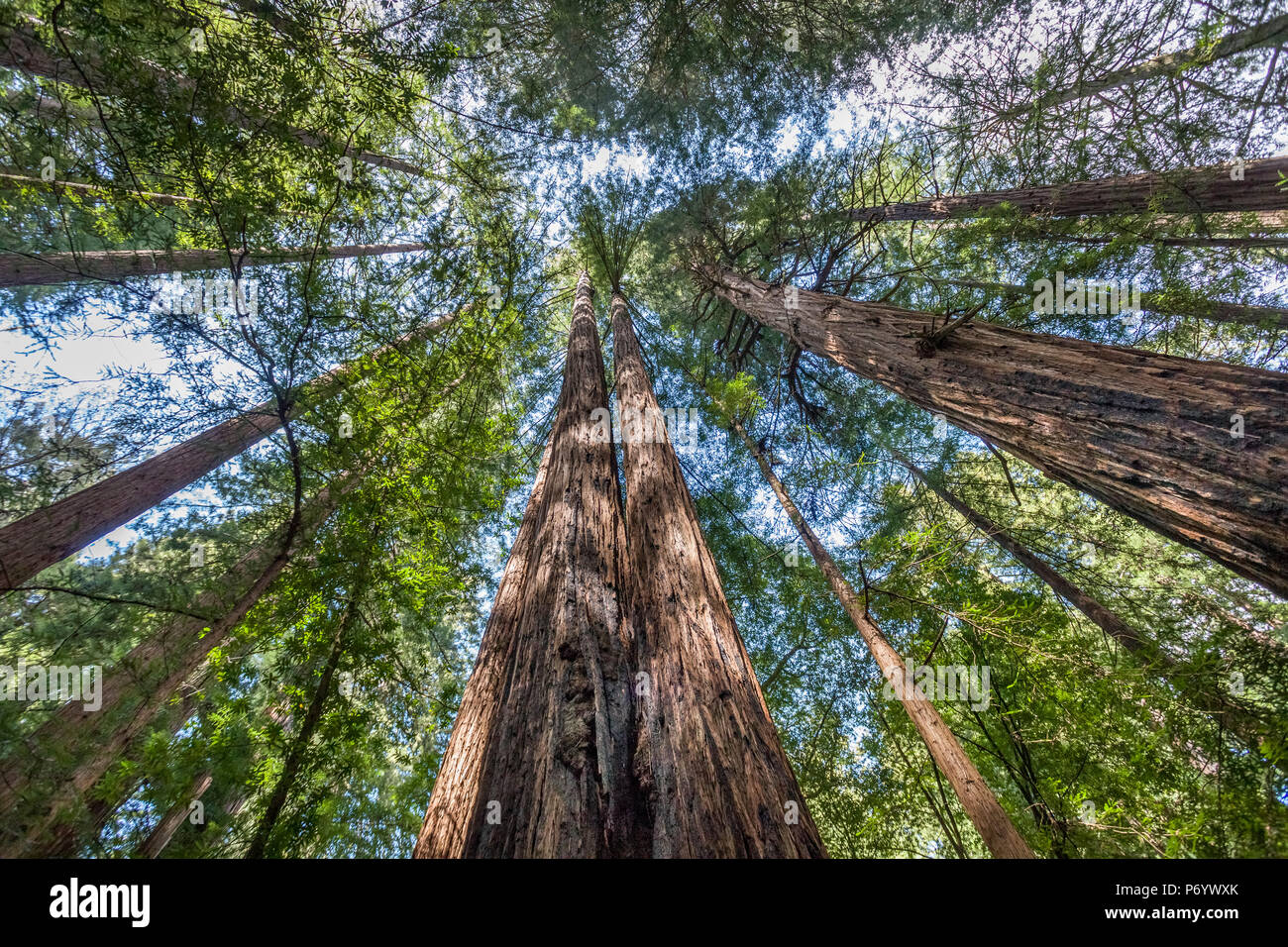 Redwood Bäumen, Muir Woods National Monument, Marin County, Kalifornien, USA Stockfoto