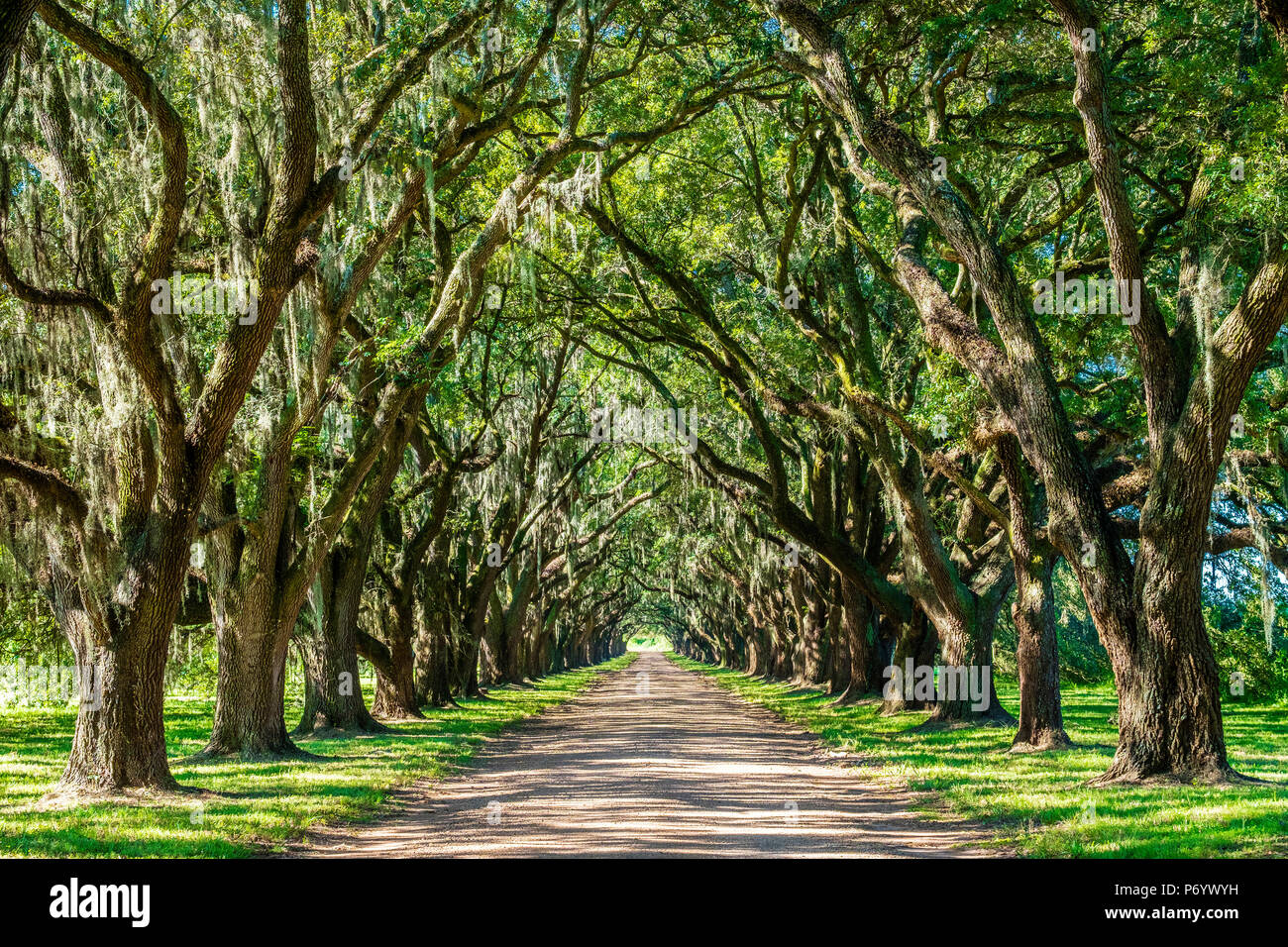 Usa, Louisiana, St. Johannes der Täufer Pfarrei. Evergreen Plantation Weg, gesäumt mit südlichen Live Oak (Quercus virginiana) Bäume. Stockfoto