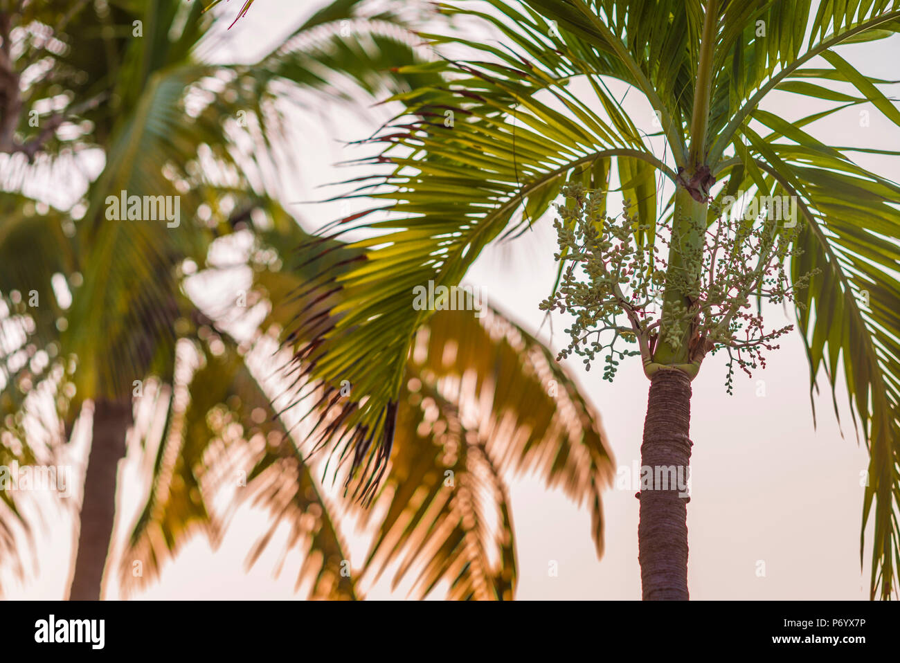 Britische Jungferninseln, Virgin Gorda, das bittere Ende, Palmen, Sonnenuntergang Stockfoto