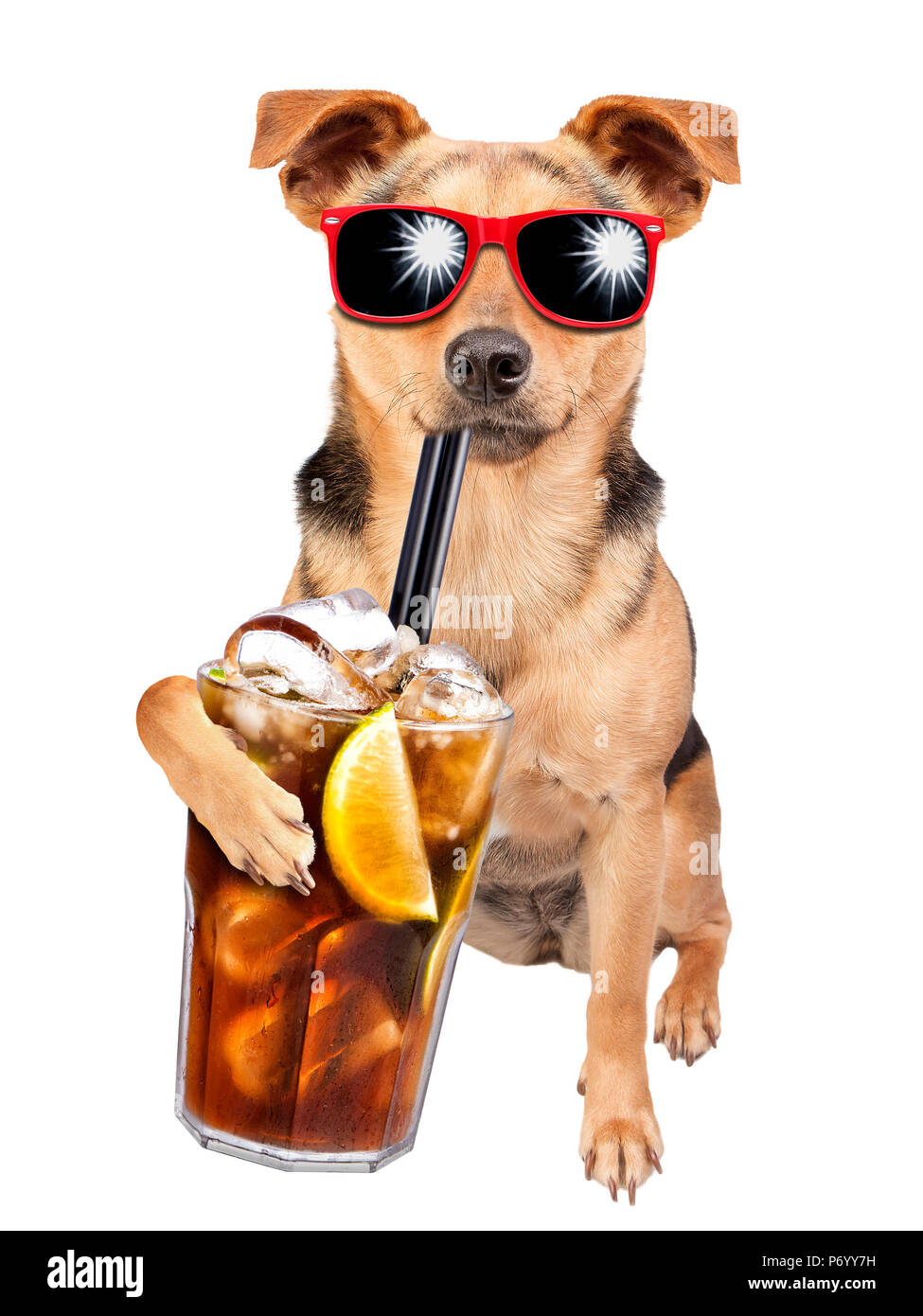 Hund mit Sonnenbrille und trinken Cuba Libre Cocktail isoliert Stockfoto