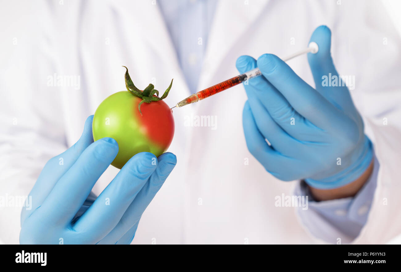 Lebensmittel Gentechnik Konzept. In der Nähe von sciencist spritzen Spritze in Tomate Stockfoto