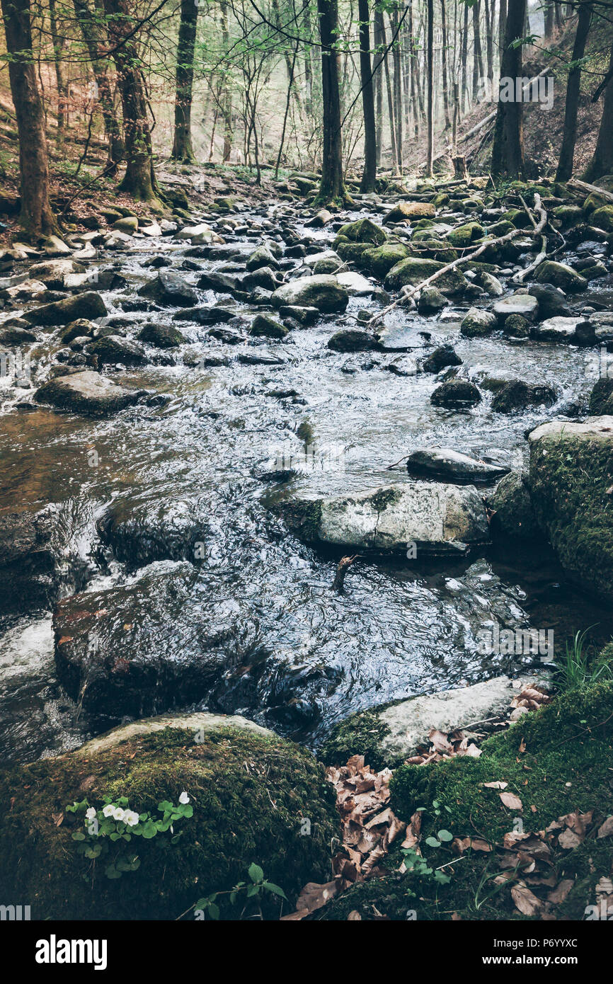 Creek in natürlichen unberührten Wald Stockfoto