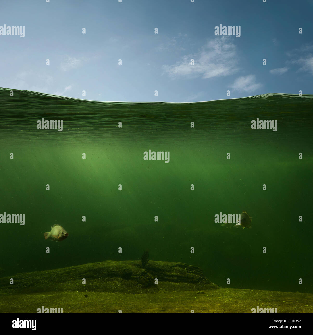 Leere unterwasser Hintergrund mit Kopie Raum Stockfoto