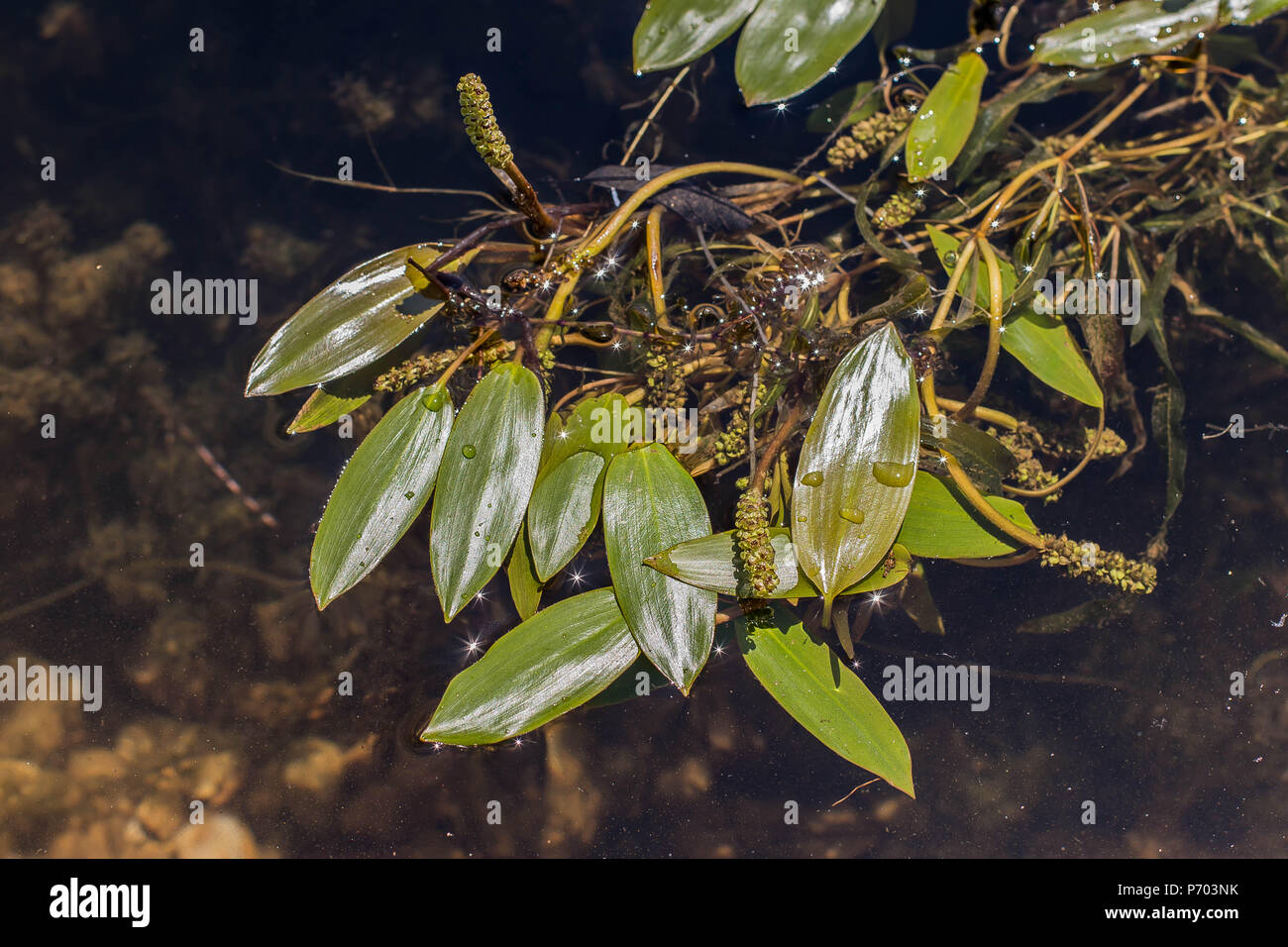 Breitblättrige pondweed (Unter natans) in Blume Stockfoto