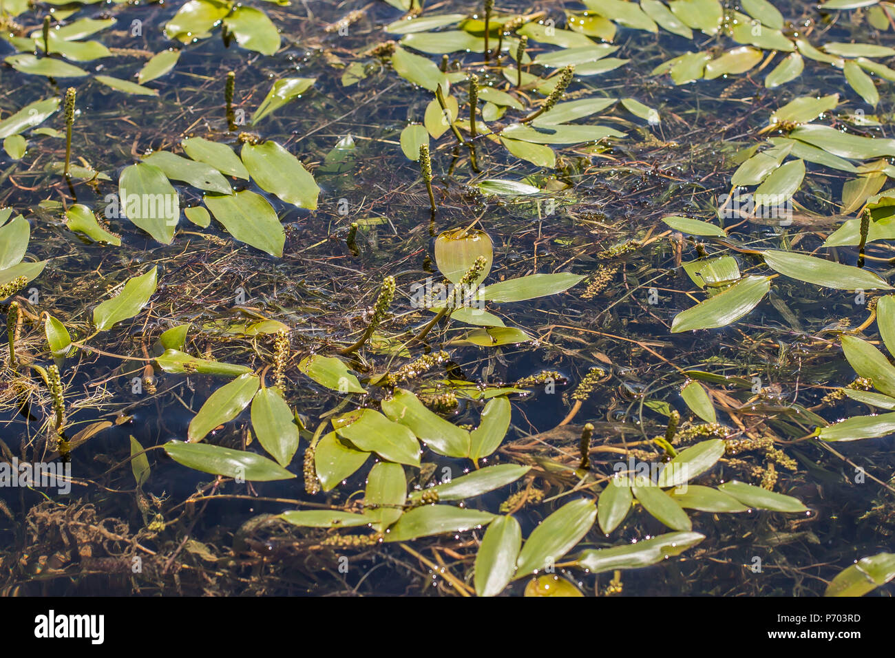 Breitblättrige pondweed (Unter natans) in Blume Stockfoto