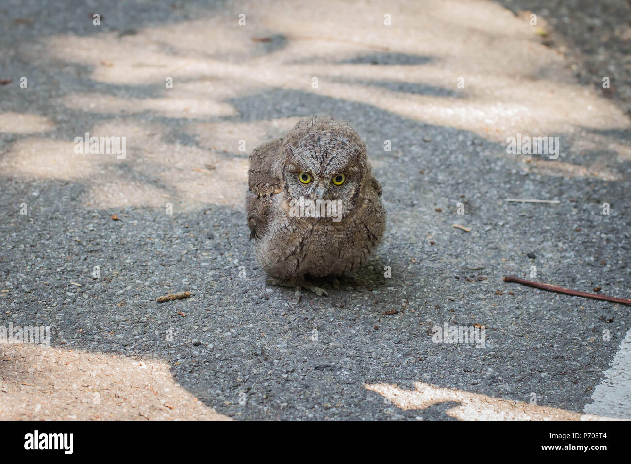 Baby von gemeinsamen scops Owl (Otus scops) Stockfoto