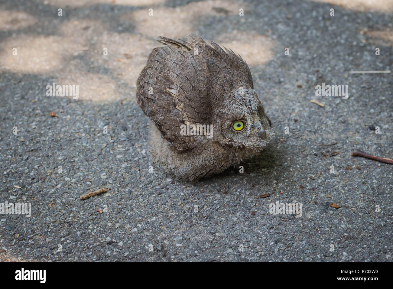 Baby von gemeinsamen scops Owl (Otus scops) Stockfoto