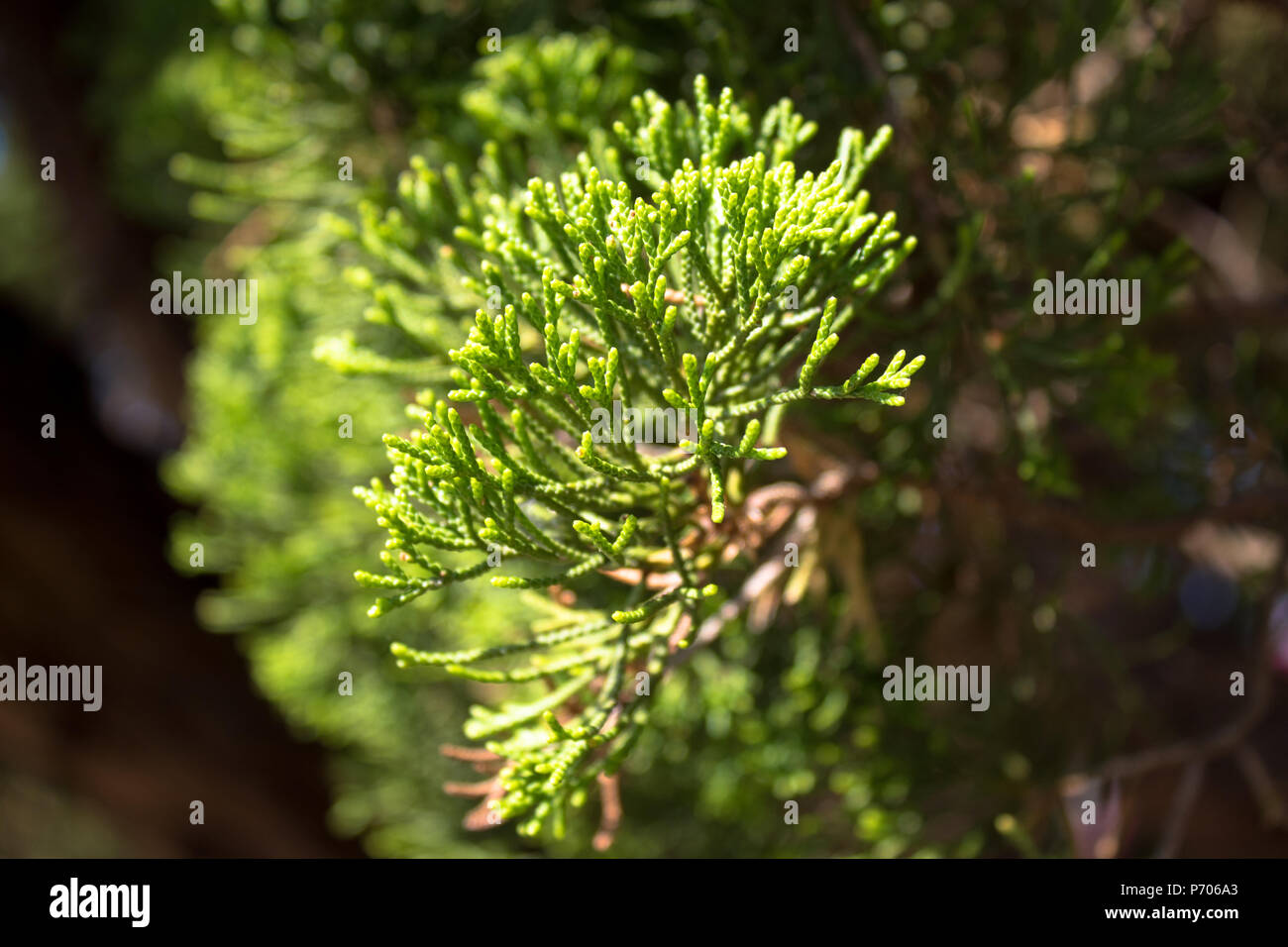 Ästen und Zweigen. Stockfoto