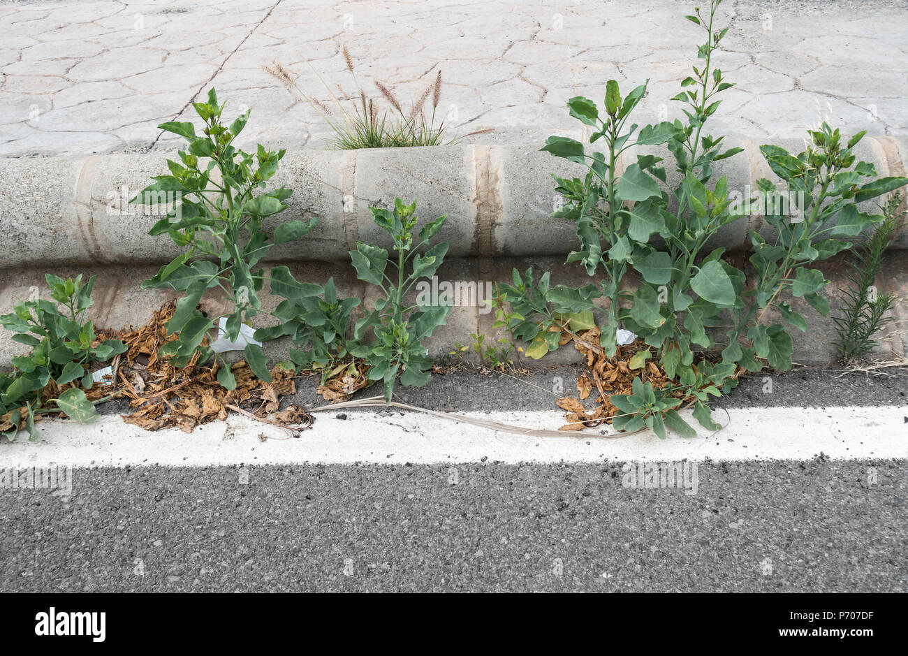 Nicotiana Orvala (Baum Tabak), die auf der Straße in Spanien Stockfoto