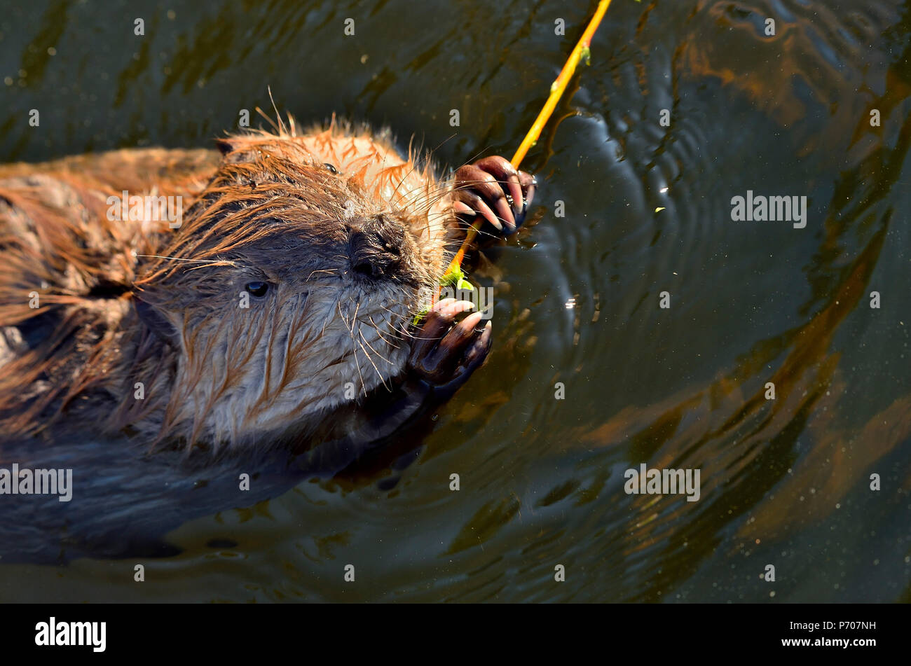 Eine Nahaufnahme eines jungen Biber (Castor Canadensis); bis, als er Feeds auf die zarte Rinde eines Sapling, dass er zwischen seinen Vorderpranken hält. Stockfoto