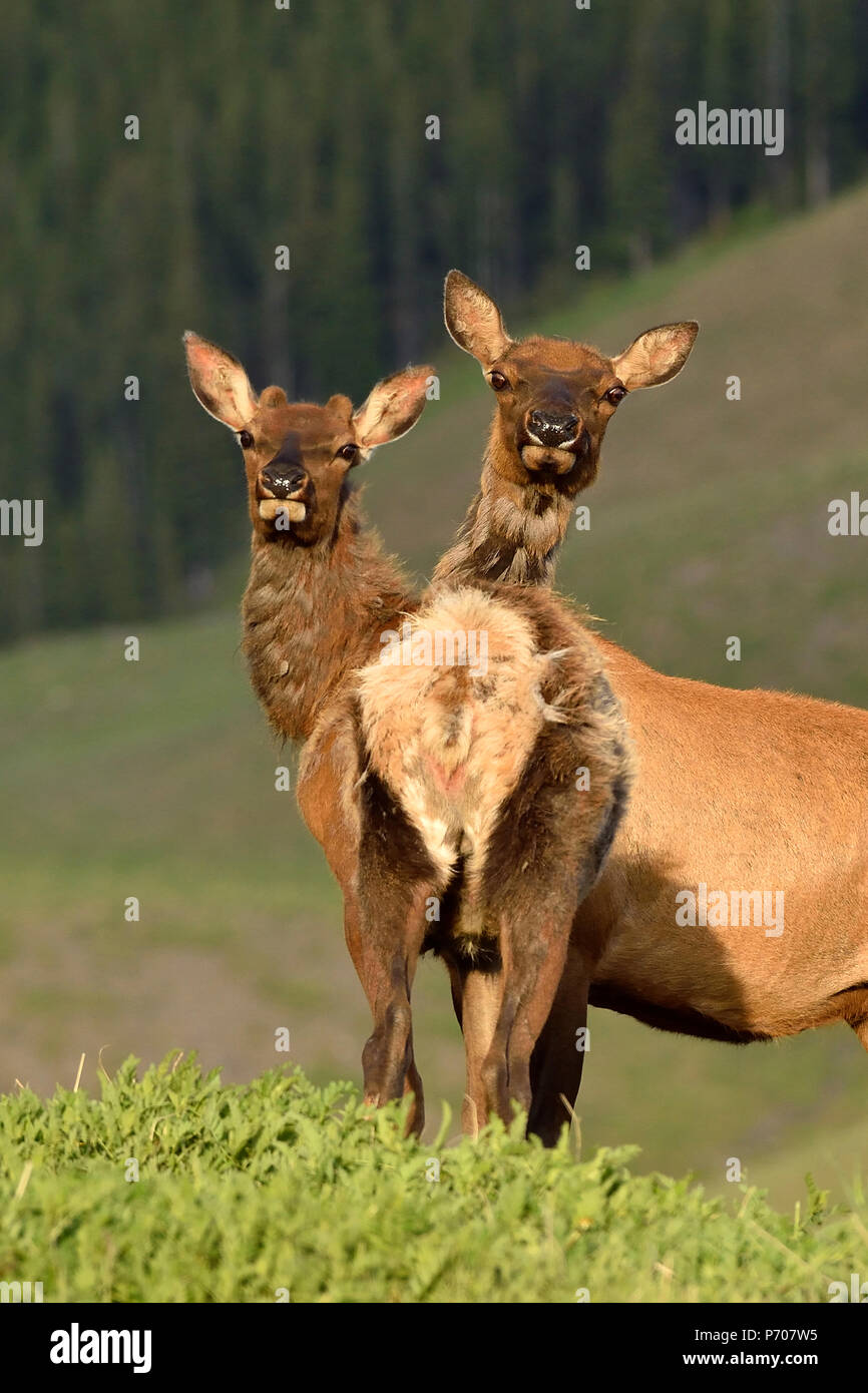 Eine vertikale Bild von einer Mutter und jugendliche Wild Bull elk "Cervus elaphus'; das Stehen auf einem Hügel zurück zu schauen. Stockfoto