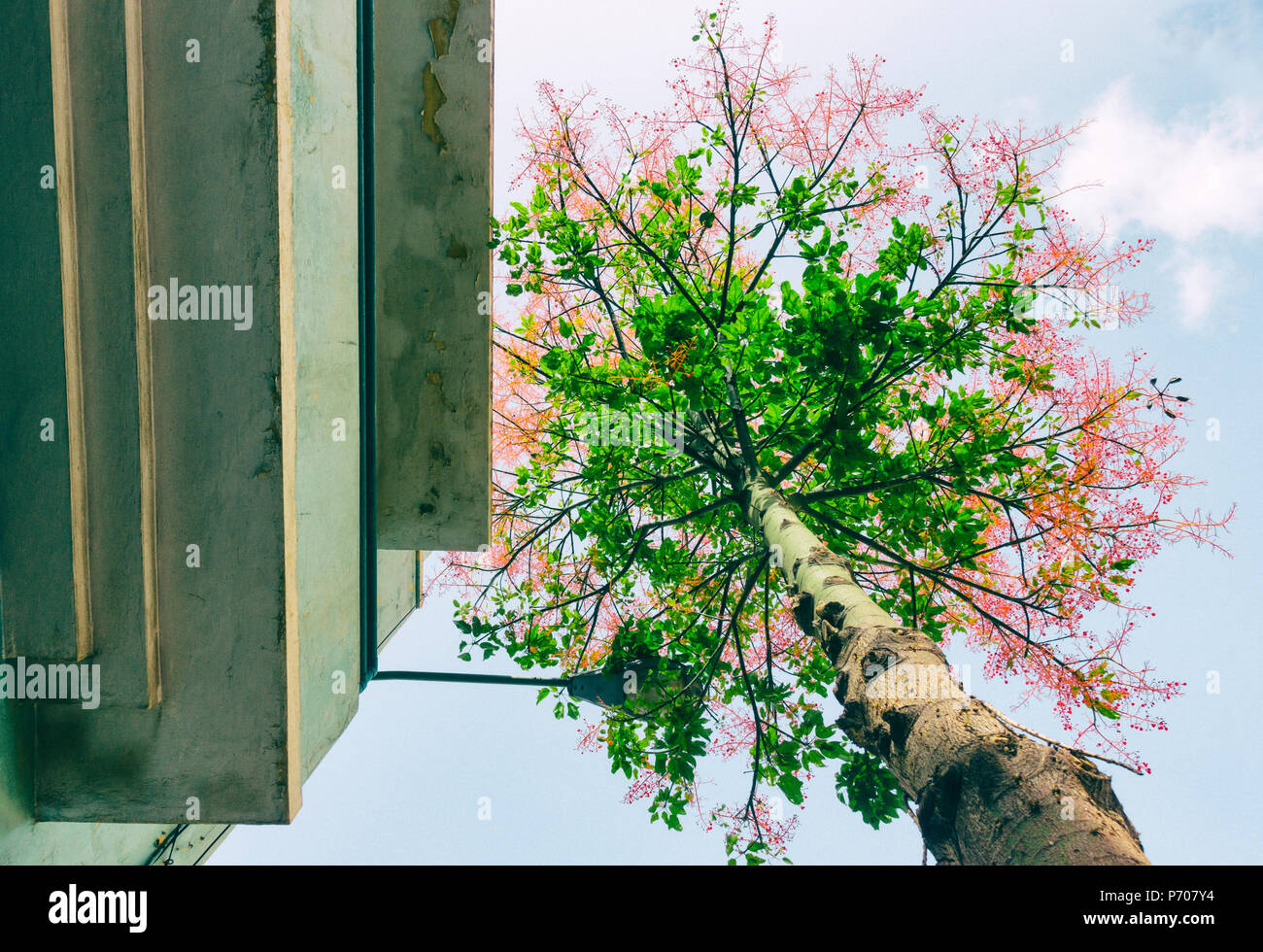 Low Angle View der blühende Baum auf Straße der Stadt, die Straße Licht Stockfoto