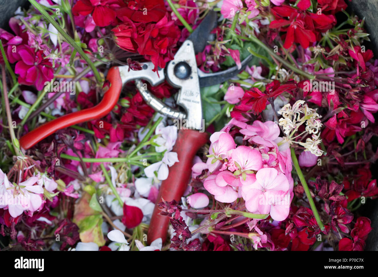 Kupplungsdrucköl Pelargonien. Stockfoto