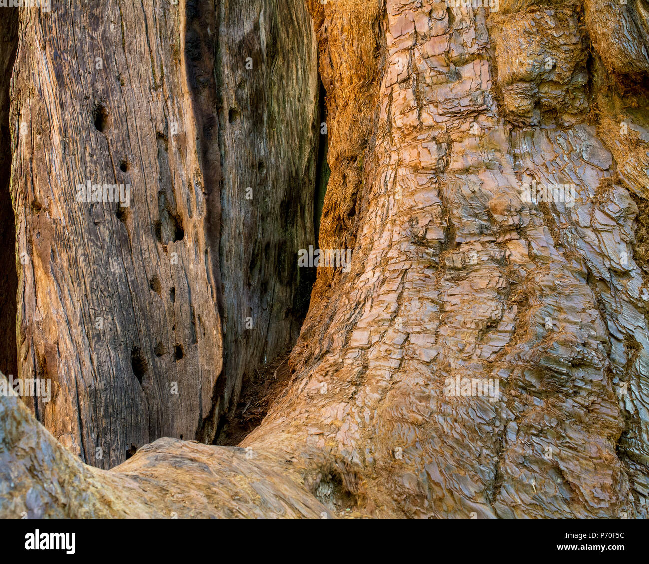 Basis der Stamm eines riesigen Baum, Sequoia sempervirens, Calaveras große Bäume State Park - textue oder Hintergrund Stockfoto