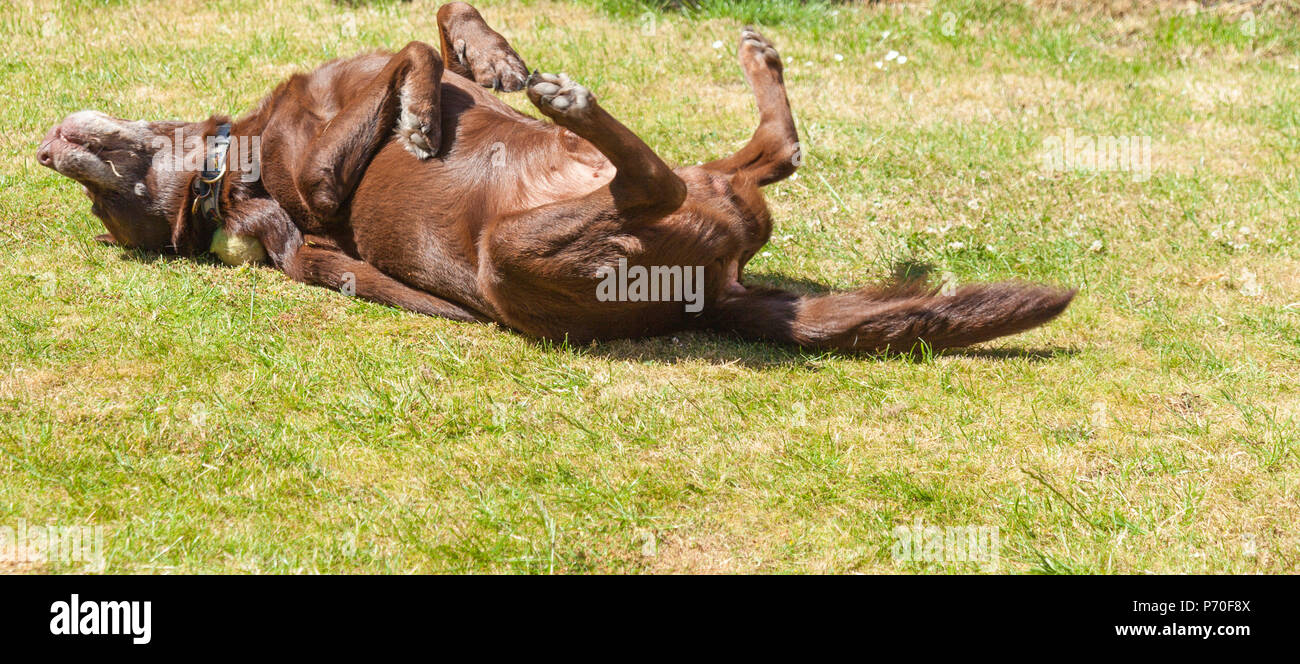 Ein braun/rot/chocolate Labrador Retriever Hund rolling über auf dem Rücken auf eine Wiese mit seinen Beinen in der Luft Stockfoto