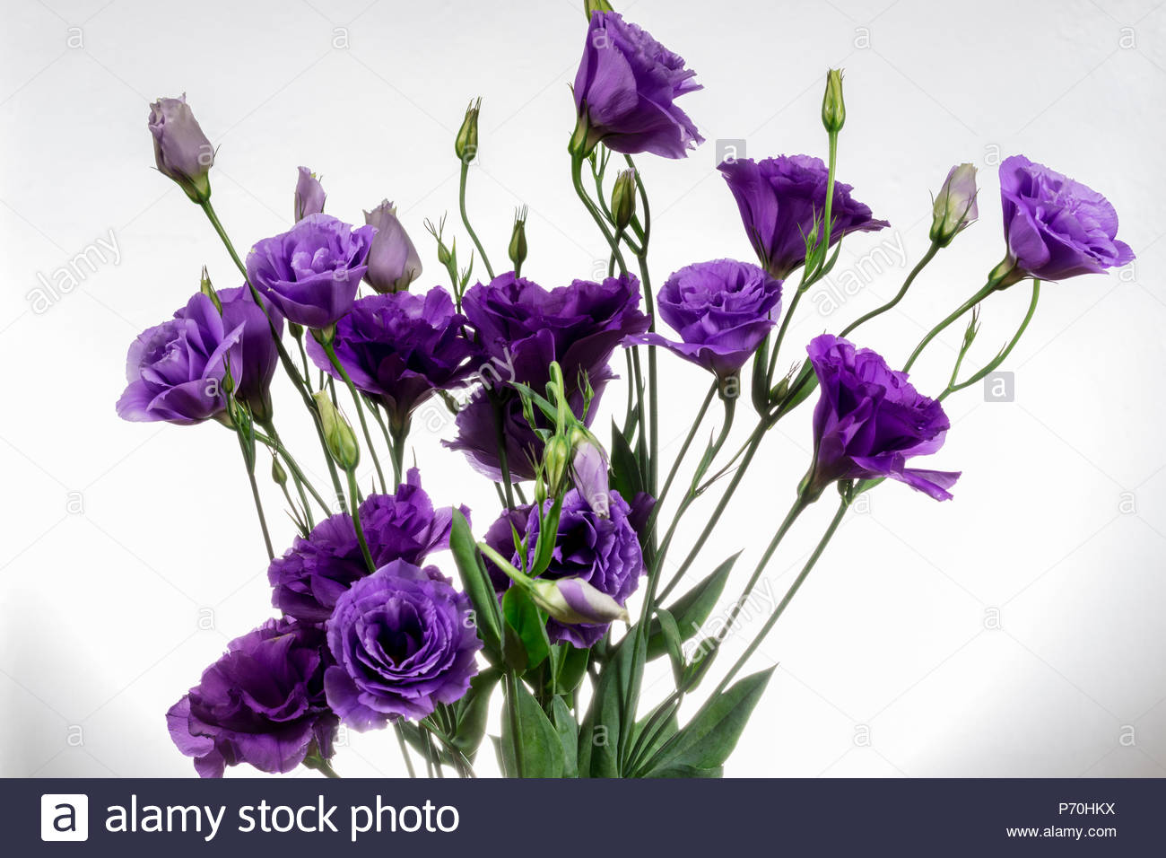 Rosenähnliche Blume Stockfotos & Rosenähnliche Blume Bilder - Alamy