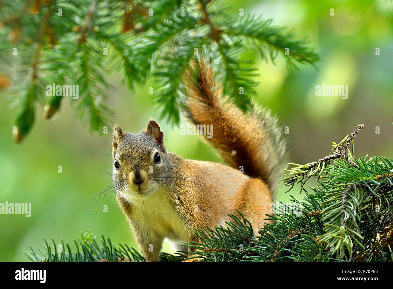 Eine Nahaufnahme Bild eines Eichhörnchens 'Tamiasciurus hudsonicus'; auf einem Zweig in seinem Spruce Tree Freuen uns Stockfoto