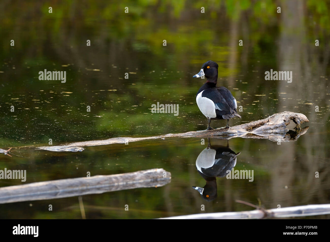 Eine wilde Ring-necked duck (Aythya collaris); thront auf einem versunkenen im ruhigen Wasser eines Bibers Teich in ländlichen Alberta Kanada anmelden, Stockfoto