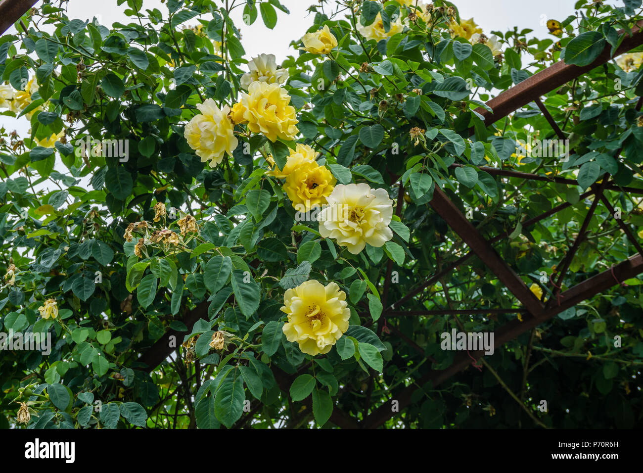 Gelbe Rosen wachsen auf Metall Dorne in Seatac, Washington. Stockfoto