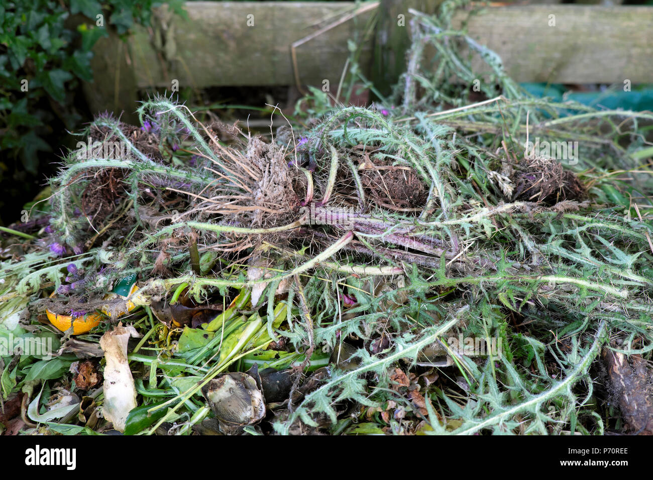 Tot Distel Pflanzen Garten Abfall weggeworfen. Auf ein Lebensmittel Kompost im ländlichen Wales UK KATHY DEWITT Stockfoto