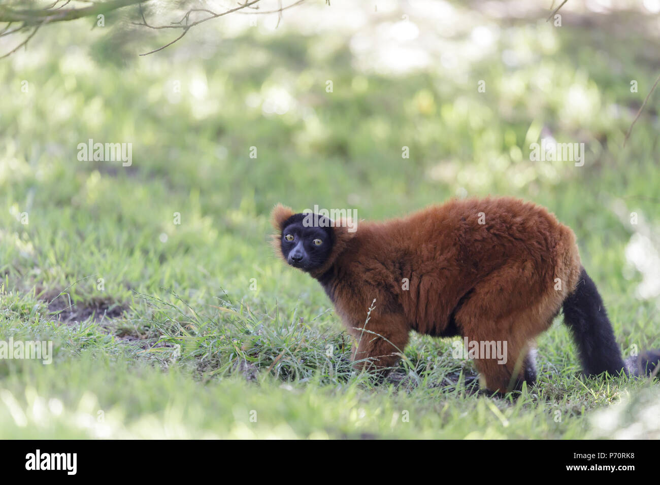 Neugierig roter Vari (Varecia variegata rubra) in üppigem Wald. Stockfoto