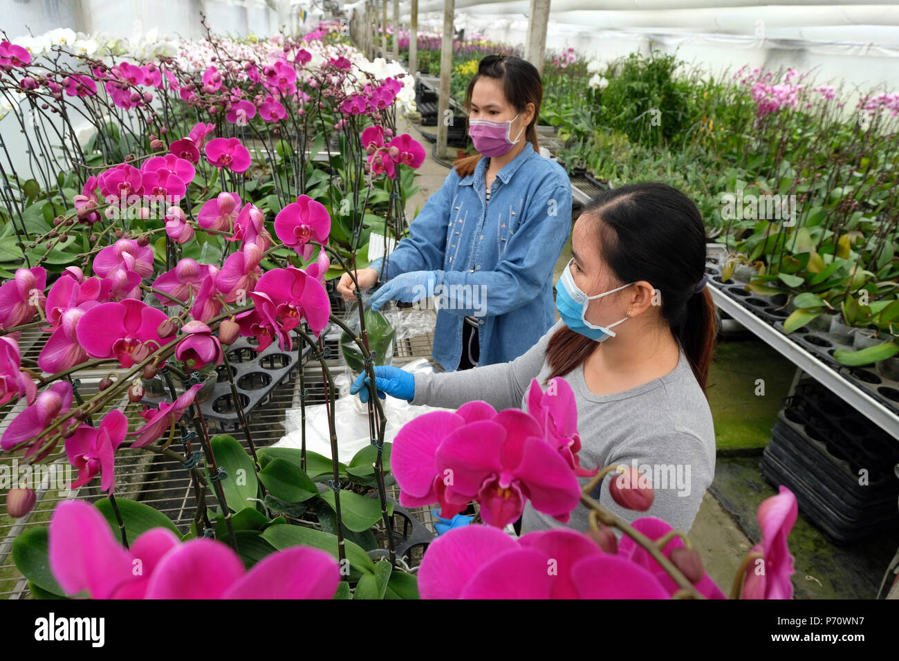 Orchid Farm in Wushu Dorf, Tainan City, Taiwan. Die Orchideen sind für den Export nach Europa. Stockfoto