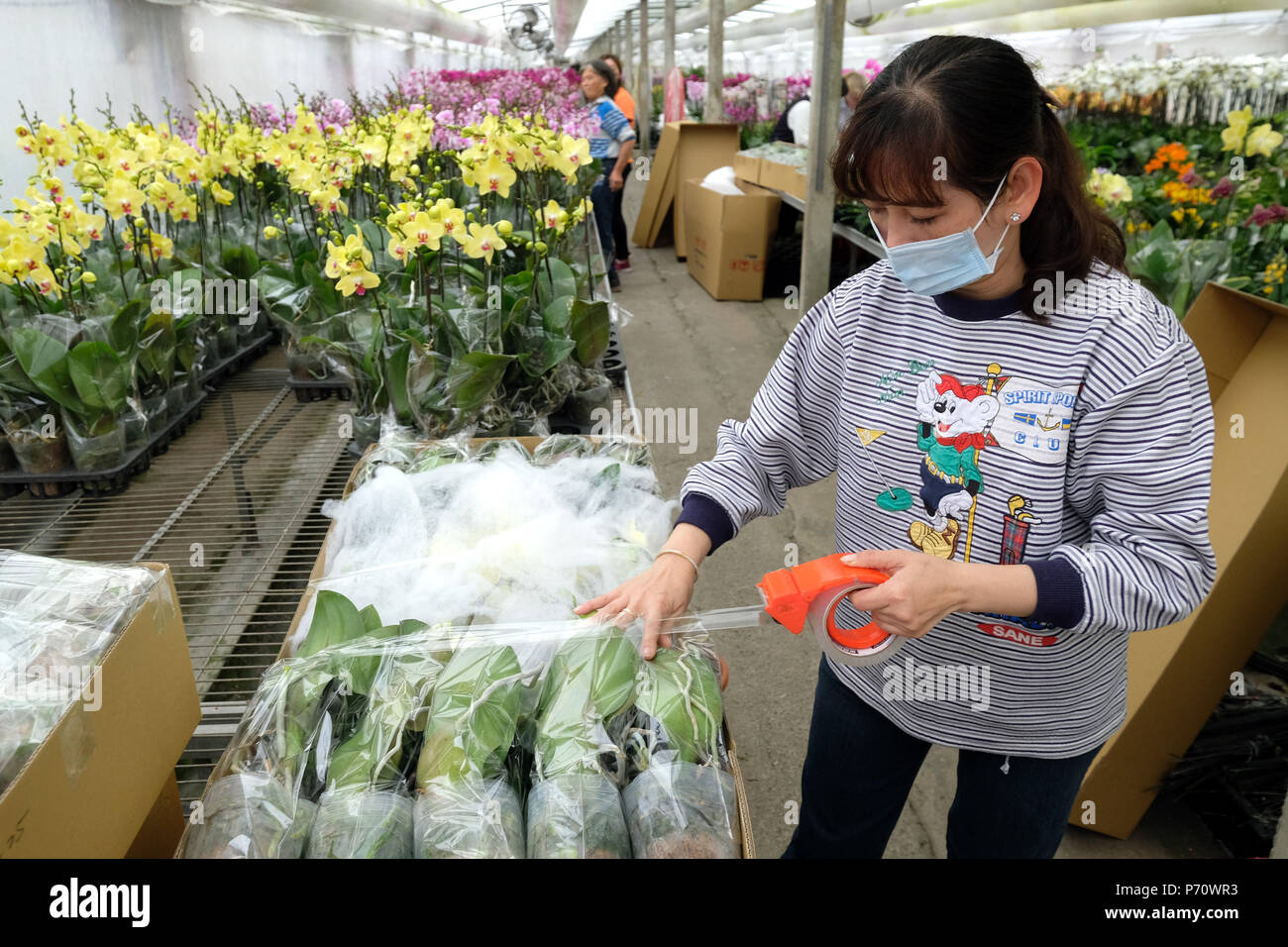 Orchid Farm in Wushu Dorf, Tainan City, Taiwan. Die Orchideen sind für den Export nach Europa. Stockfoto