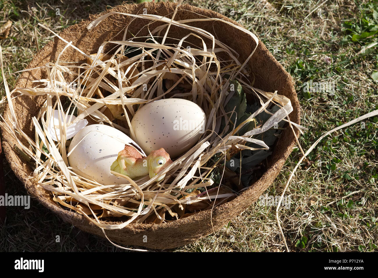 Dinosaurier Eier in einem Nest Stockfoto