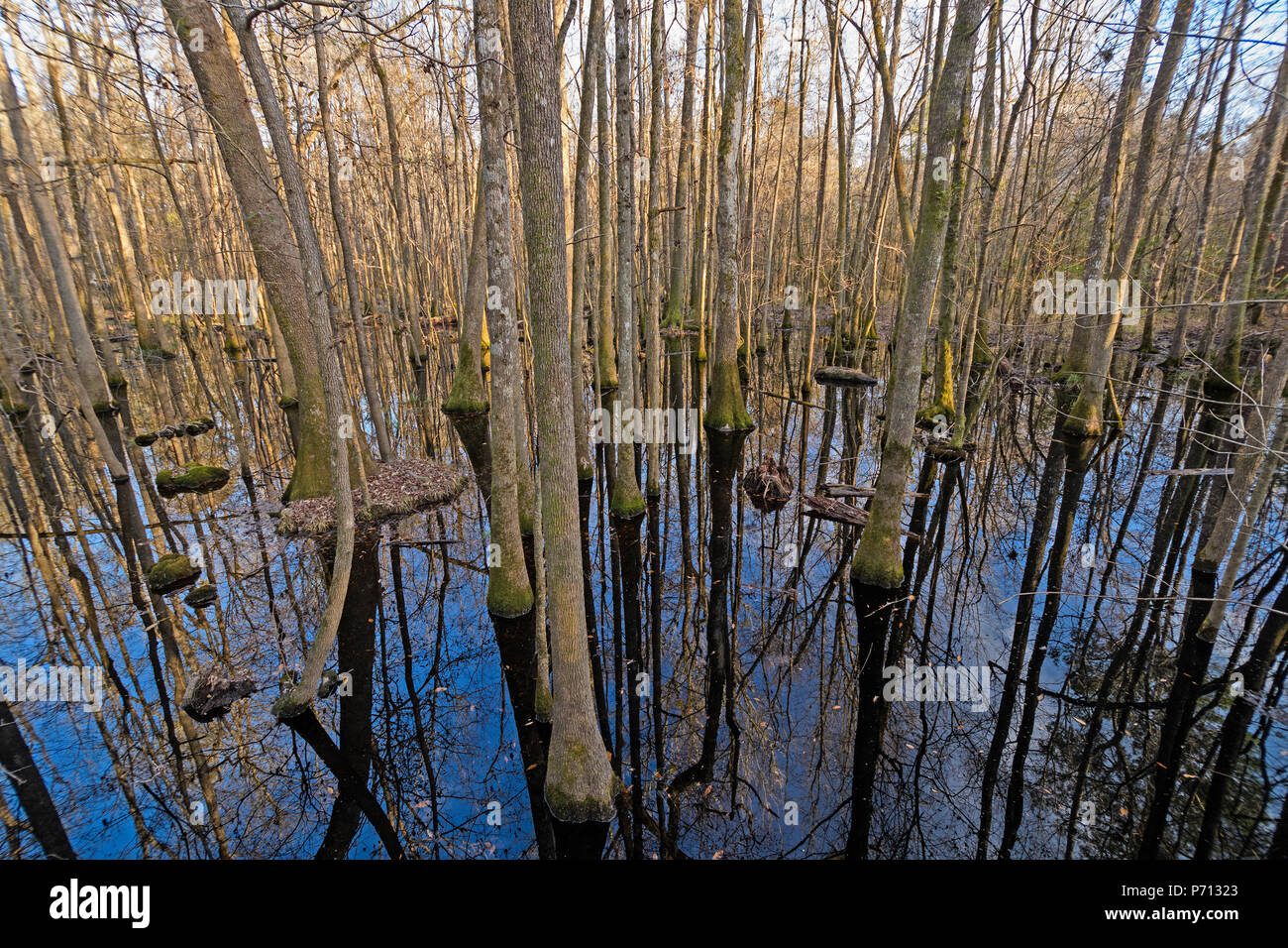 Schatten und Reflektionen Tief in einem unteren Land Wald in Congaree National Park in South Carolina Stockfoto