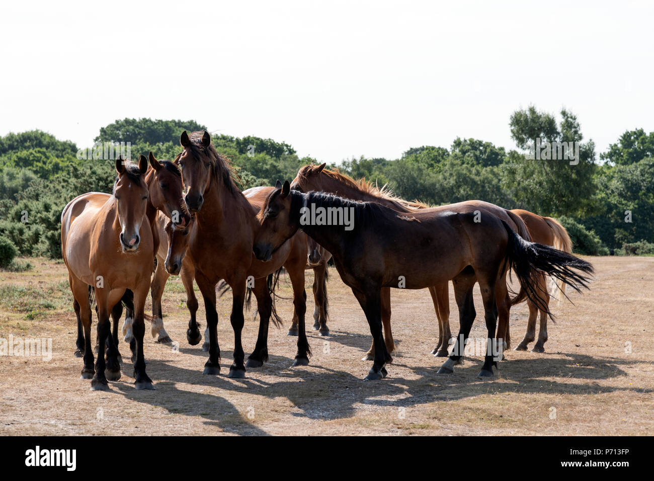 Eine Versammlung der New Forest Ponys Stockfoto