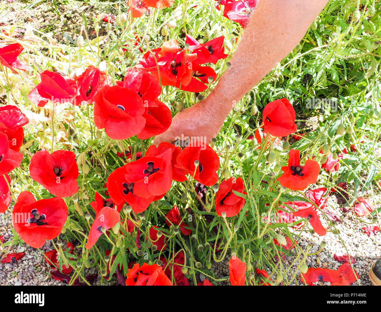 Reißt die Mohnblumen für einen Blumenstrauß. Mohn Blumen in die