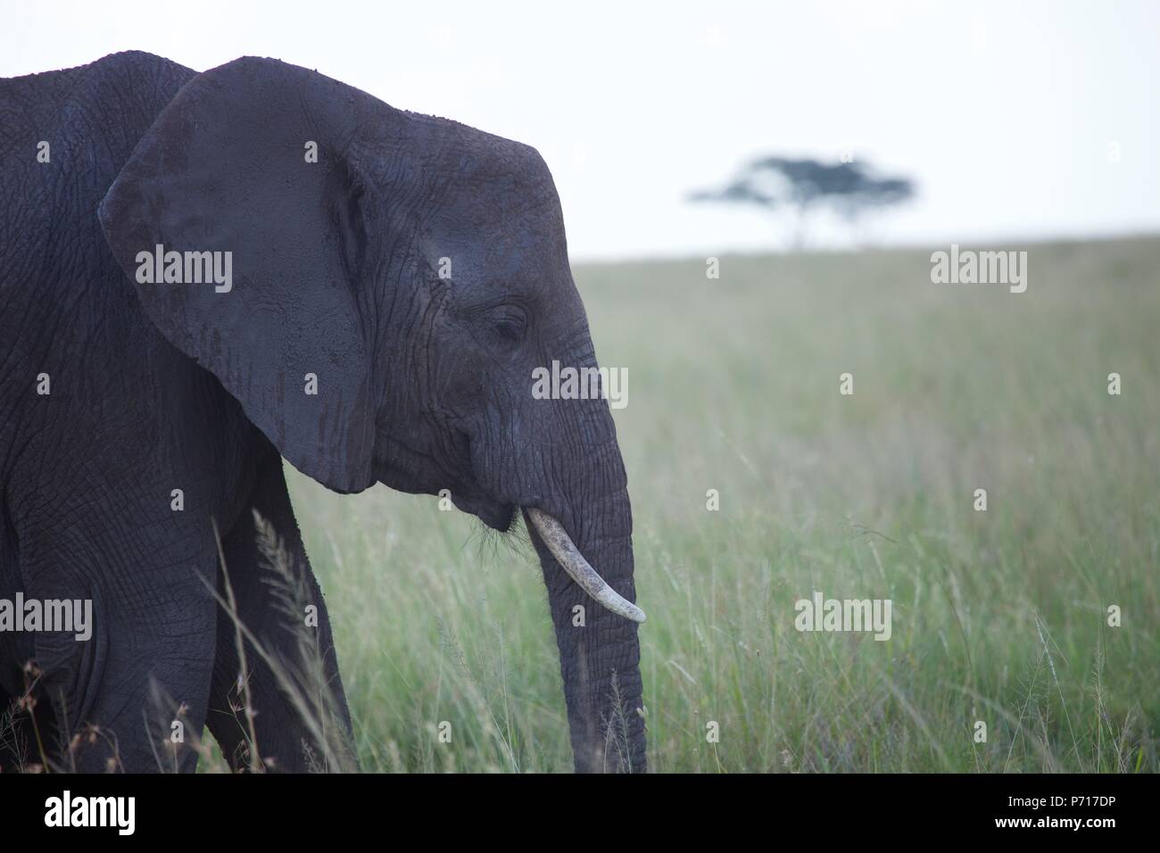 Ein weiblicher Afrikanischer Elefant Spaziergänge durch langes Gras im schwindenden Licht des Tages in der Serengeti, Tansania Stockfoto