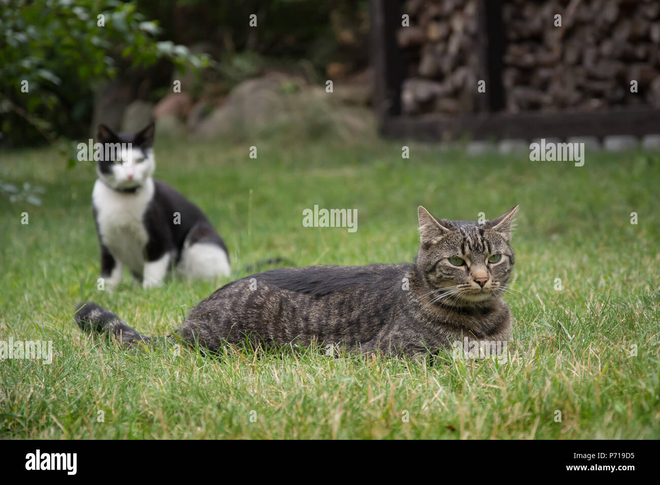 Zwei Katzen - eine Lüge und die anderen Sitzen im Gras in einem Garten Stockfoto