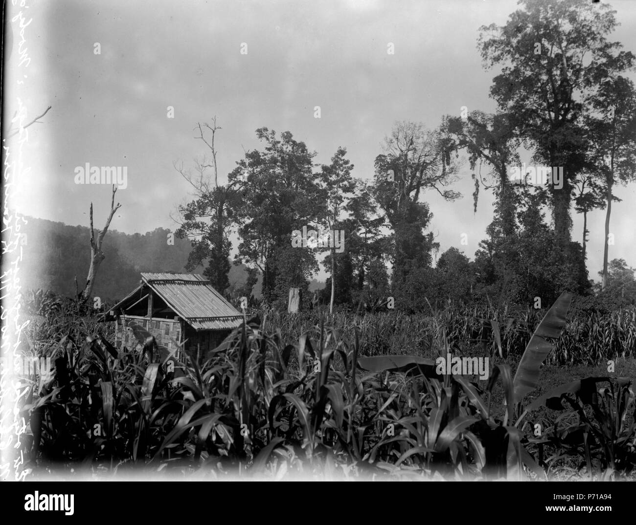 11 Ett stycke urskog i närheten av vårt Hus ich kaffeplantagen. Modajag. Indonesien - SMVK - 022123 Stockfoto