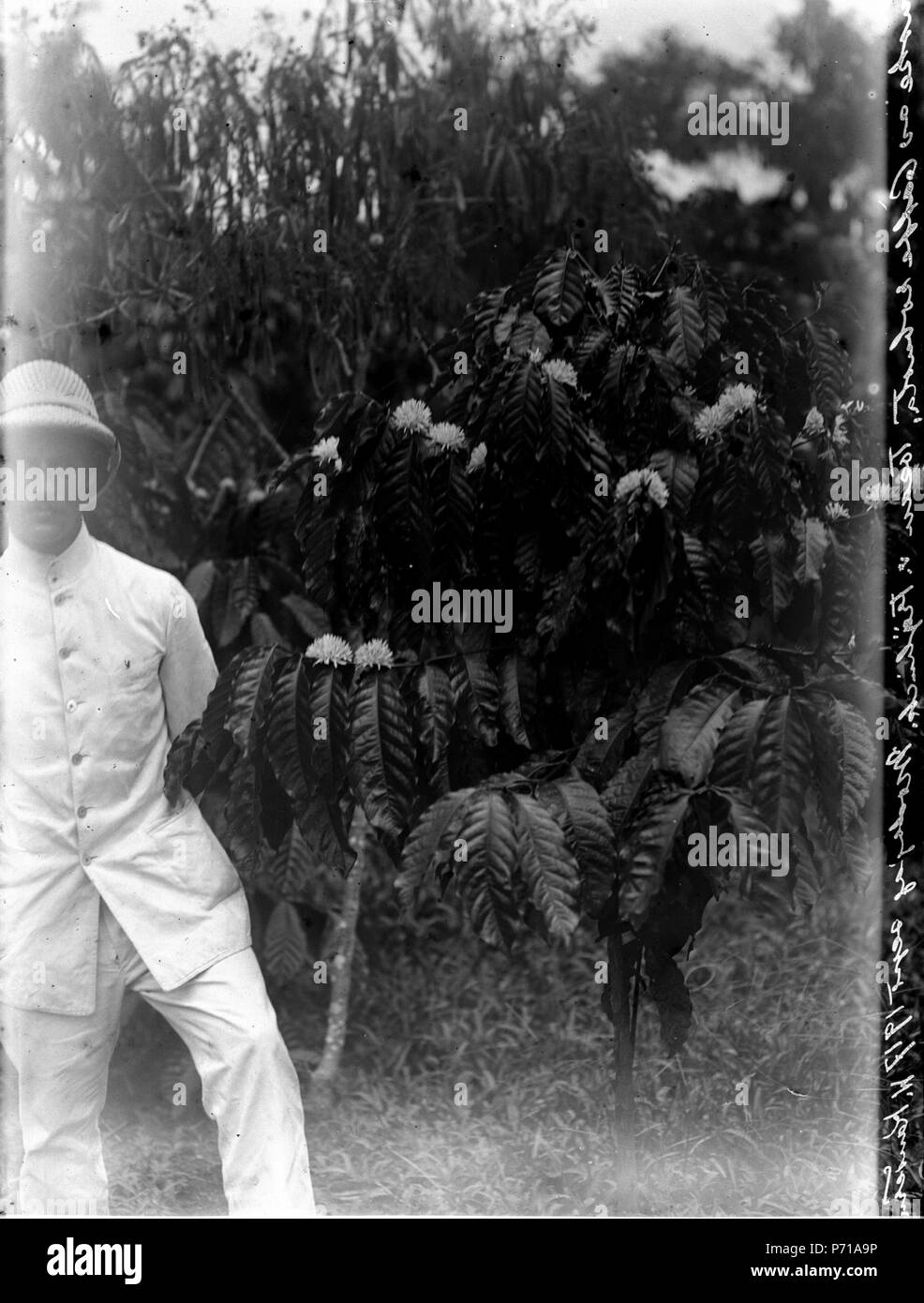 35 Kaffebuske Coffea Robusta, Frÿniak. Modajag. Indonesien - SMVK - 022124 Stockfoto