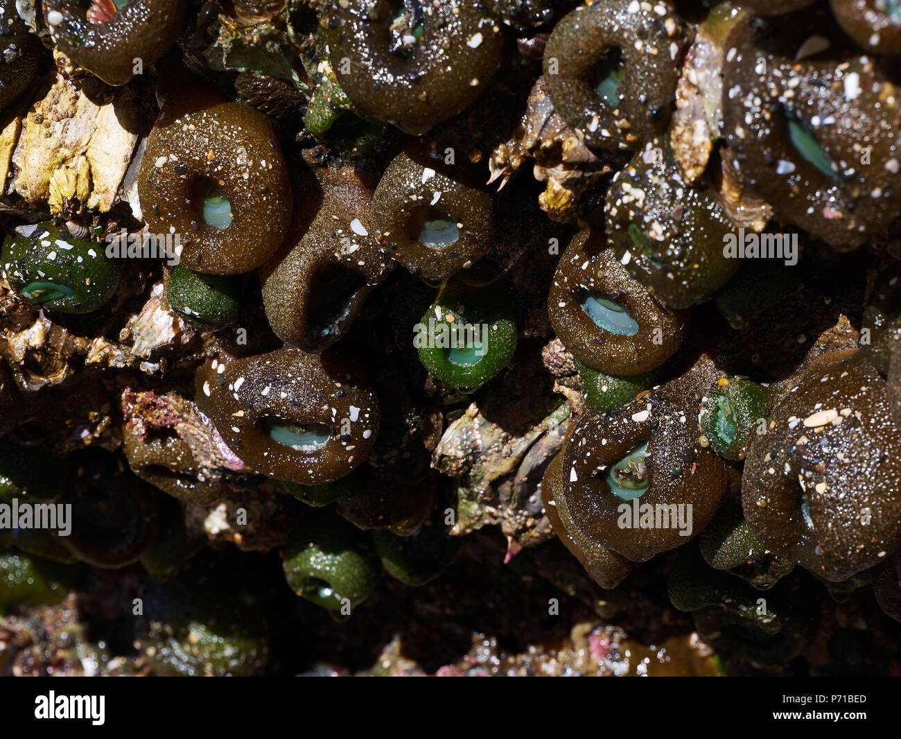 Grüne Seeanemonen klammern sich an den Felsen bei Ebbe, Oceanside, California Stockfoto