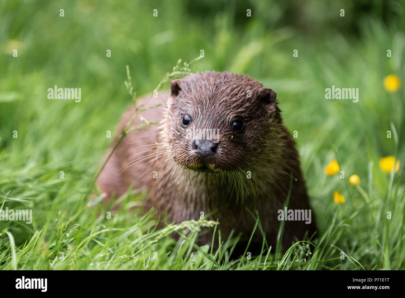 Der fokussierte Blick der einen Otter Stockfoto