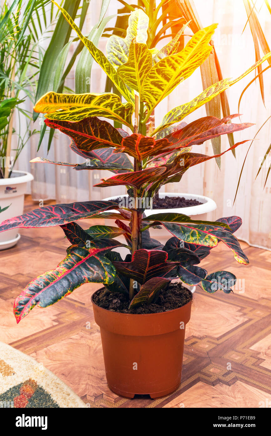 Home pflanze Croton in einem Topf. Codiaeum variegatum. Anlage mit  gestreiften Bltter Stockfotografie - Alamy