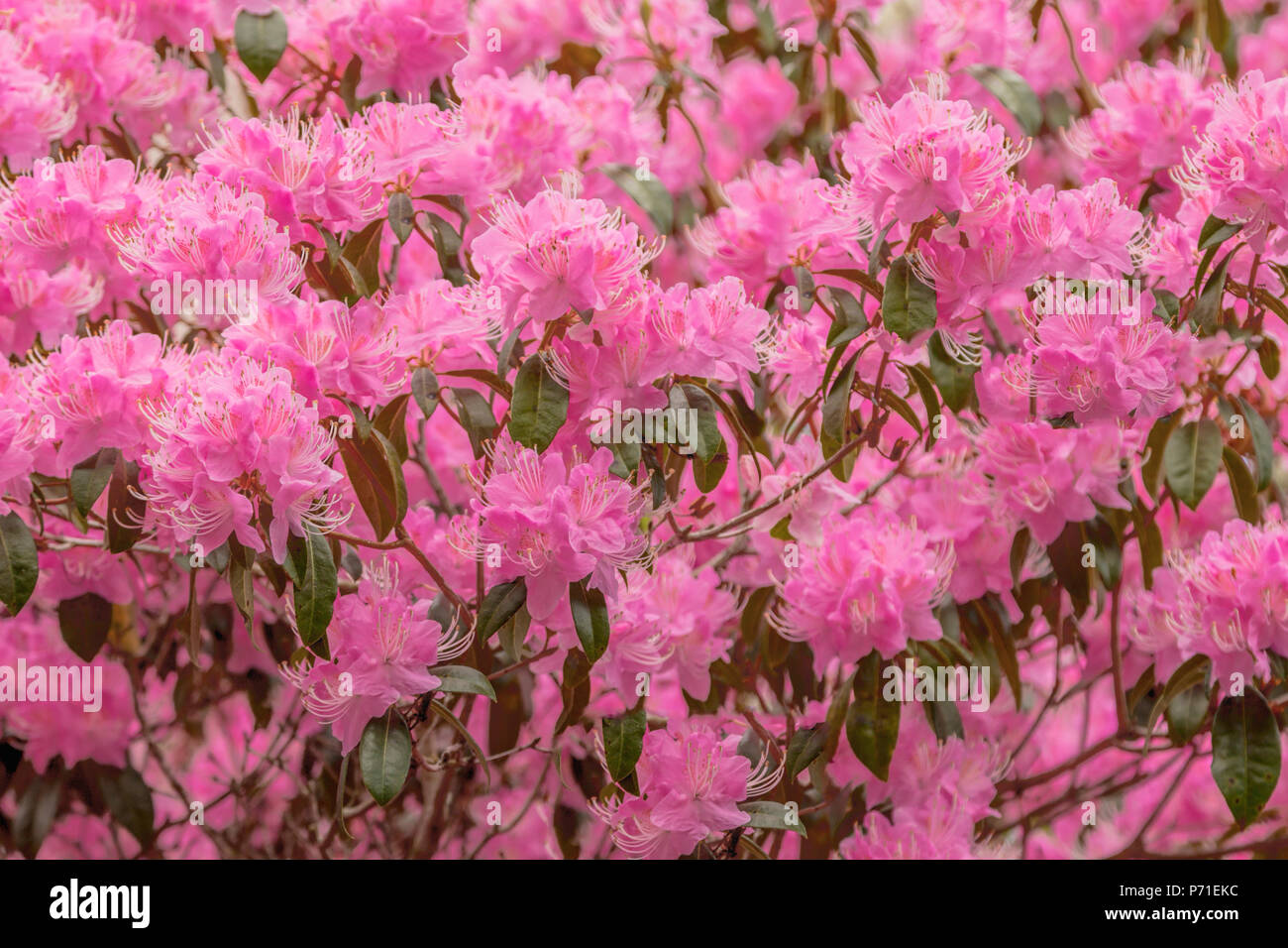 Rosa Rhododendren im Frühjahr an Bodnant Garden, in der Nähe von Tal-y-Cafn, Conwy, Wales, Vereinigtes Königreich, Stockfoto