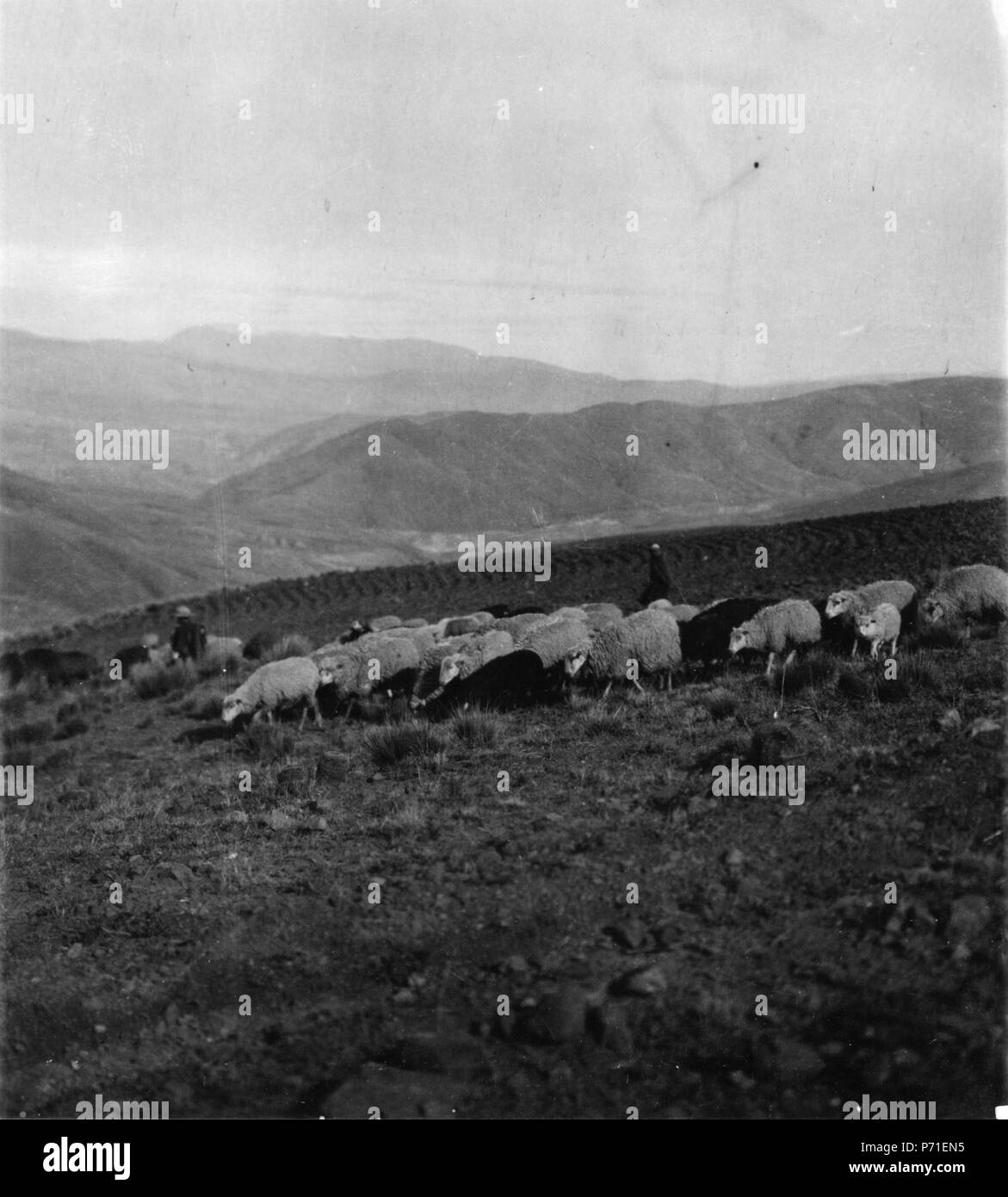 183 Quichuaindianskor valla Får. Sydamerika, Cuchicanchi, Cochabamba - Dalen, Bolivien - SMVK - 005769 Stockfoto