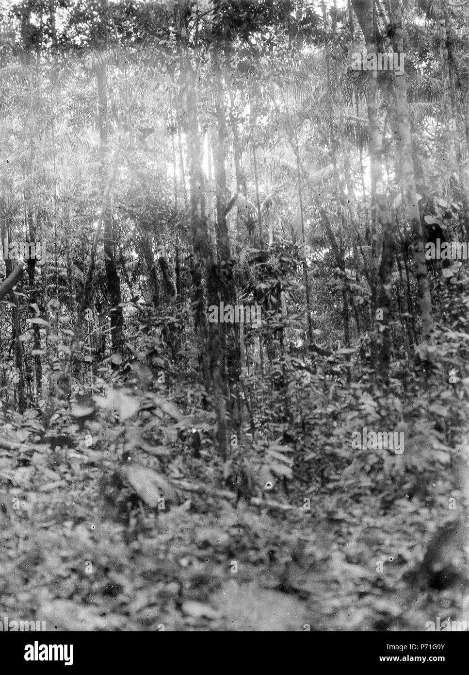 Svenska: Urskogsbild. Lokal: mellan Rio Beni och Chimanes, Bolivien. Beni, Rio Beni, El Beni; Bolivien. Expedition bis Bolivien (1913 - 1914). Englisch: Die schwedische Expedition in Bolivien (1913 - 1914) von 1914 bis 1913 223 Urskogsbild. Lokale, mellan Rio Beni och Chimanes, Bolivien. Beni, Rio Beni, El Beni - SMVK - 005901 Stockfoto