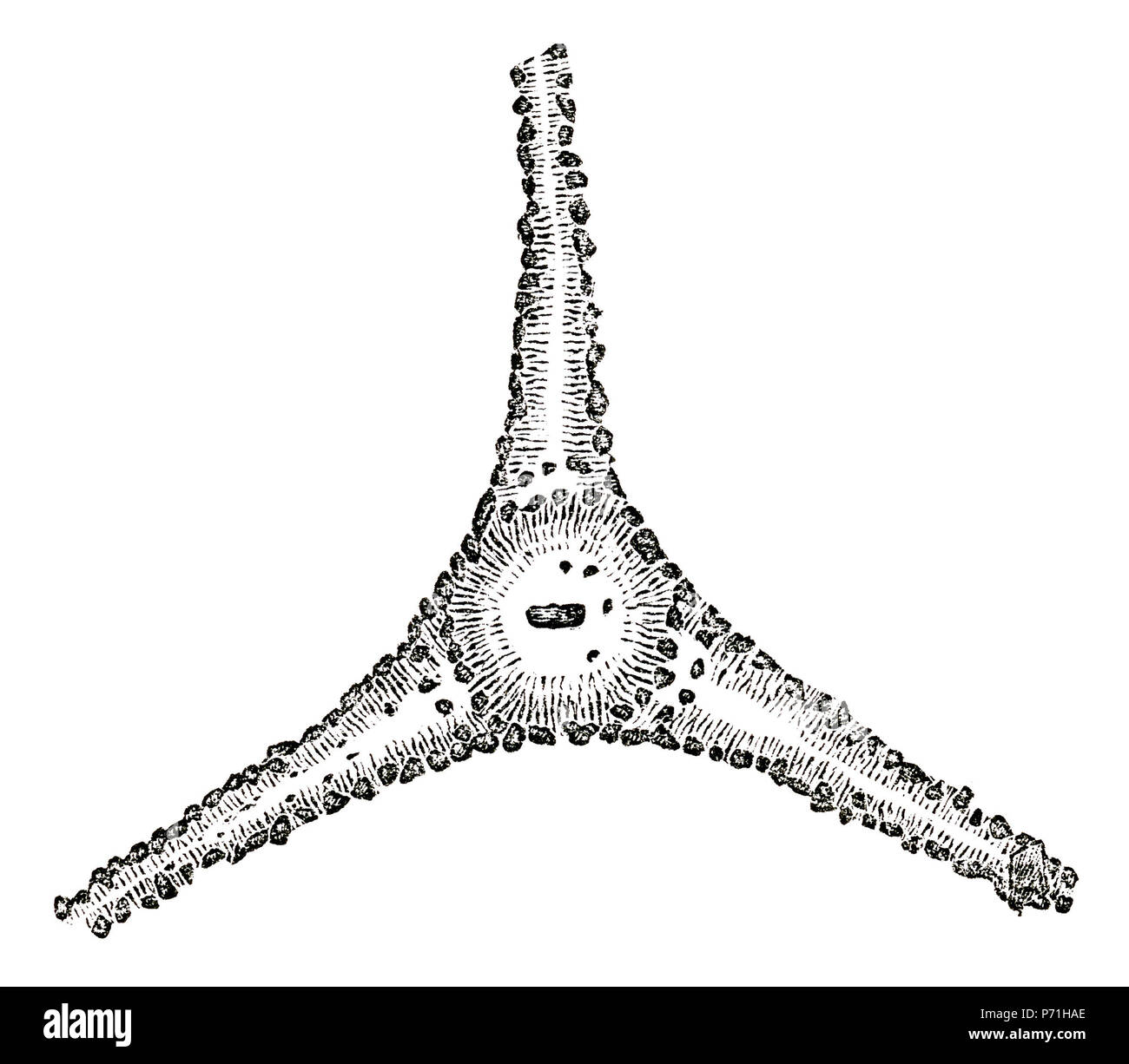 English: Treudd aus Lyngsta RAÄ-nr Sorunda (160:1), Sorunda Kirchspiel, Södermanlands, Schweden. Der Treudd ist eine sternförmige, dreiarmige Steinsetzung mit konkaven Seiten. Englisch: aufgeräumt Plan eines so genannten "treudd" in Lyngsta RAÄ-nr Sorunda (160:1), Sorunda Parish, Nynäshamn Gemeinde, Sotholm Hundert, Stockholm County, Provinz Södermanlands, Schweden. Die 'treudd' ist ein starformed, drei bewaffnete Flachbild Cairn mit konkaven Seiten. Das ursprüngliche Bild ist Bild 408 auf Seite 351 im Buch Sveriges hednatid, samt medeltid (1877) von Oskar Montelius. Svenska: Rensad planskiss av en treudd Stockfoto