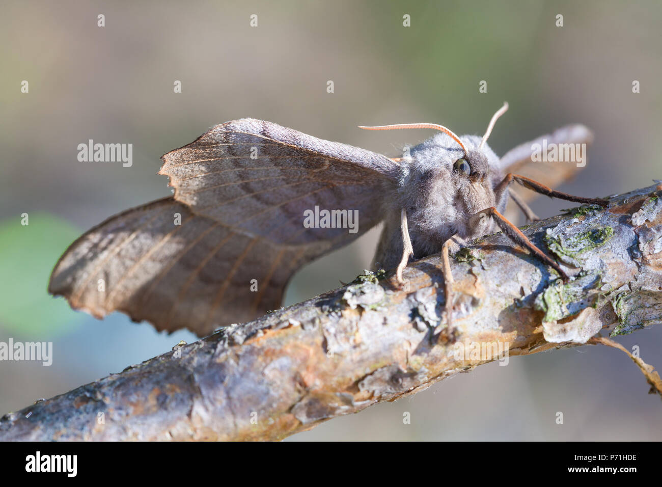 Kiefer lappet Dendrolimus Pini, Region Leningrad, Russland Stockfoto