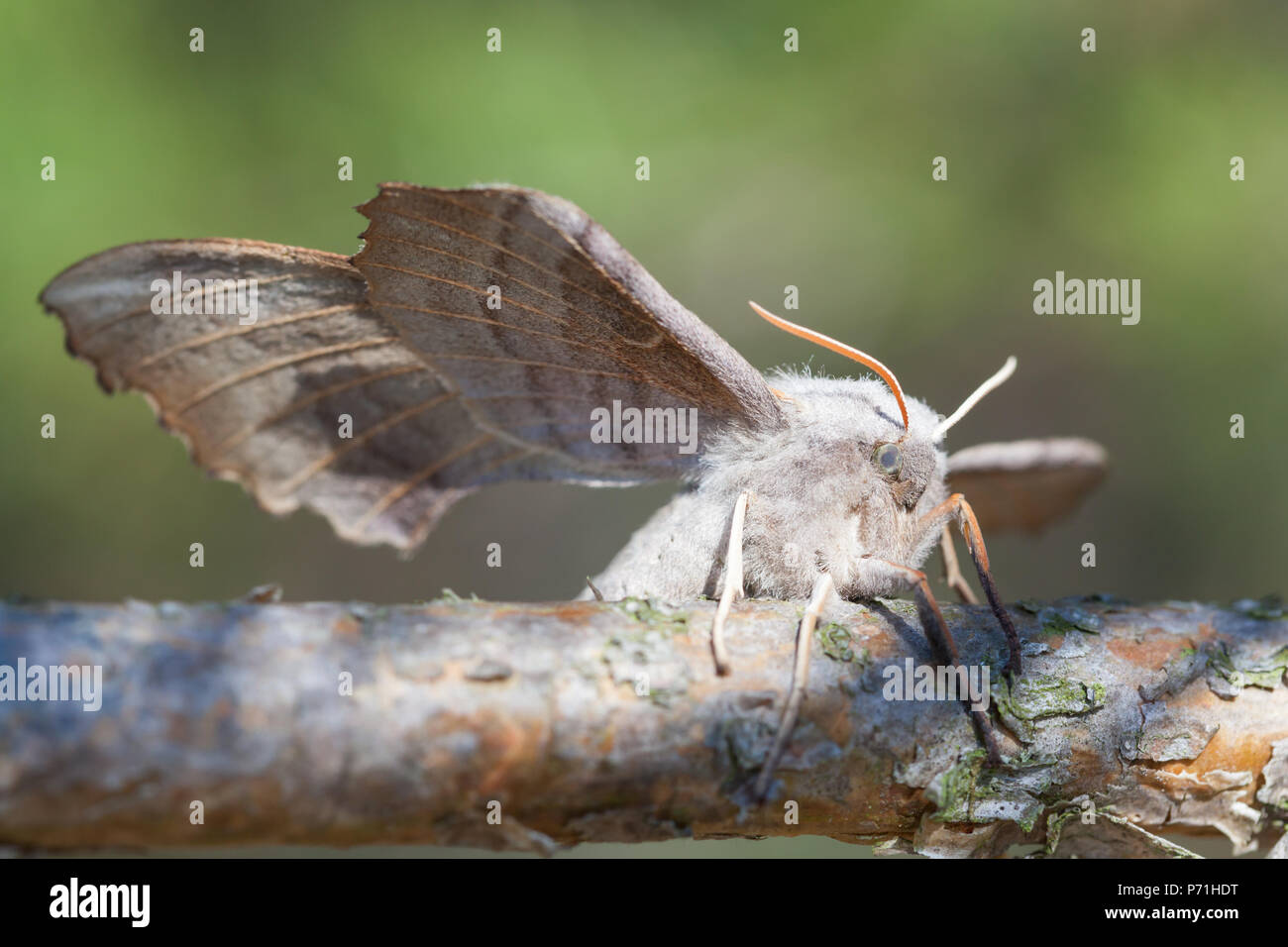 Kiefer lappet Dendrolimus Pini, Region Leningrad, Russland Stockfoto