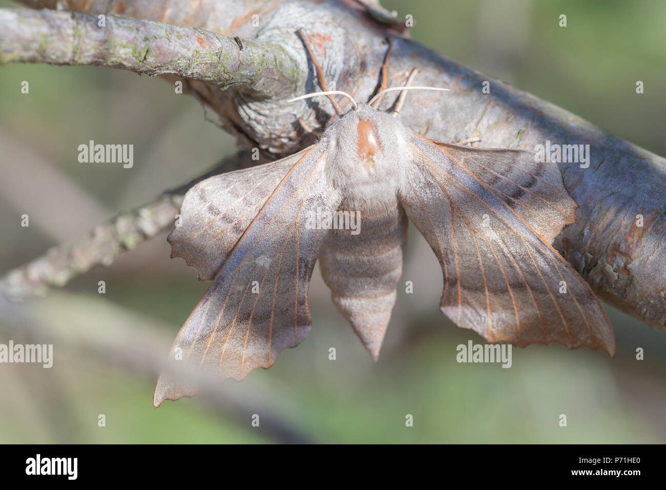 Kiefer lappet Dendrolimus Pini, Region Leningrad, Russland Stockfoto